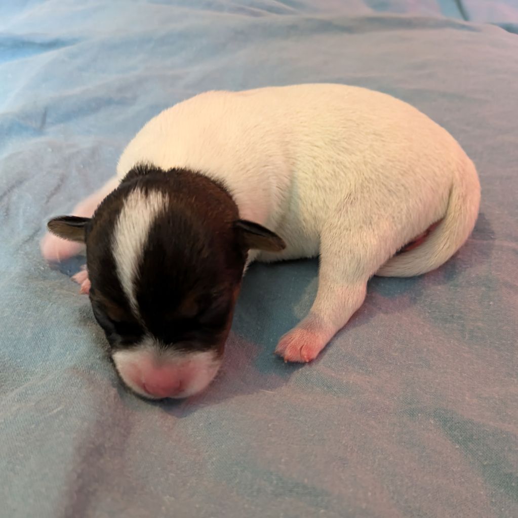 Le Monde D'Elliot - Chiots disponibles - Parson Russell Terrier