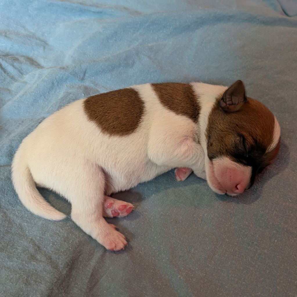 Le Monde D'Elliot - Chiots disponibles - Parson Russell Terrier