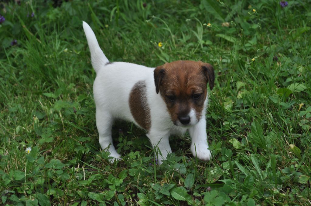 Le Monde D'Elliot - Chiots disponibles - Parson Russell Terrier