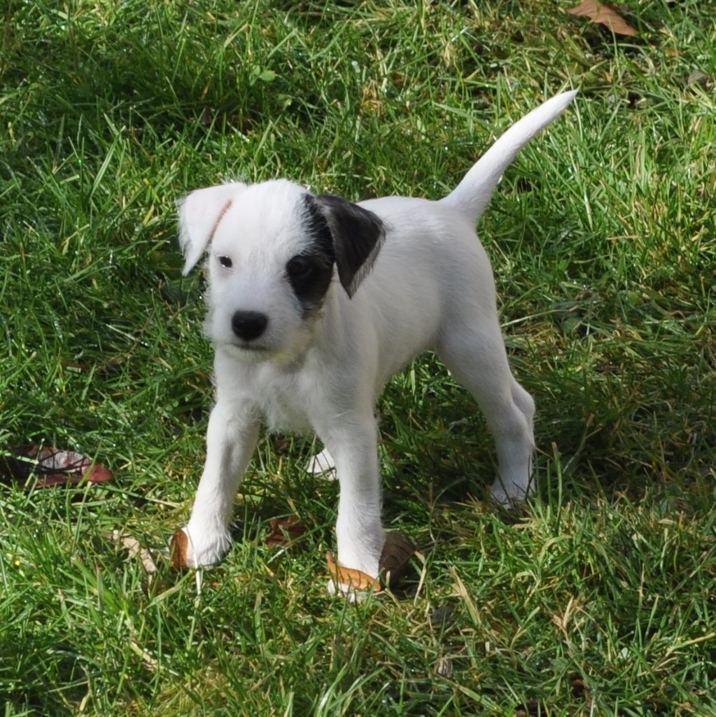 Le Monde D'Elliot - Chiots disponibles - Parson Russell Terrier